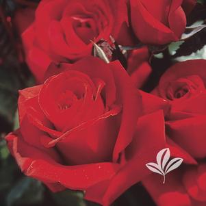 Rosa 'KORbeteilich' 
