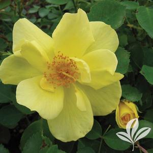 Rosa 'Radsun' 