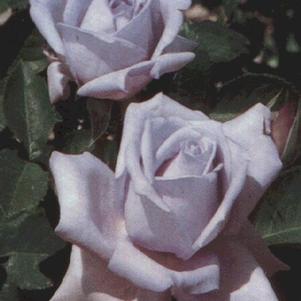 Rosa 'Blue Girl' 
