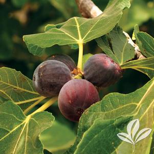 Ficus carica 'Brown Turkey' 