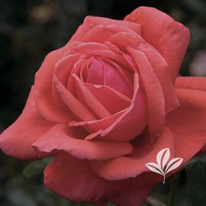 Rosa 'Fragrant Cloud' 