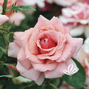 Rosa 'Jacient' 