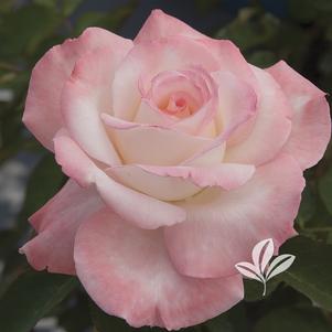 Rosa 'Hilaroma' 