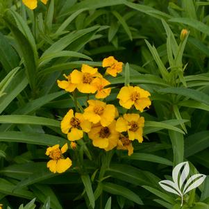 Tagetes lucida 