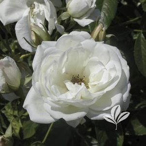 Rosa 'Iceberg' 