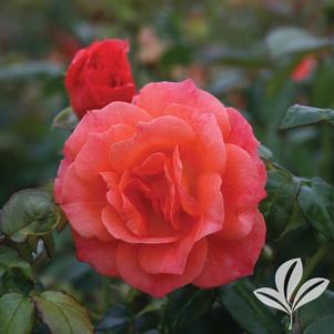 Rosa 'HARwelcome' 