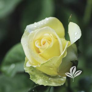 Rosa 'WEKamanda' 