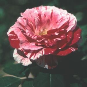 Rosa 'WEKplapep' 