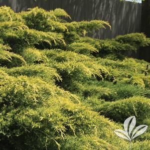 Juniperus chinensis 'Pfitzeriana Gold Lace' 