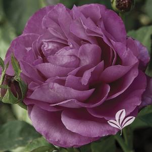 Rosa 'Heirloom' 