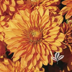 Chrysanthemum 'Yohannah' 