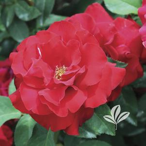 Rosa 'JAColber' 
