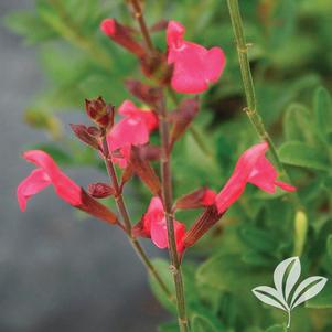 Salvia greggii 'Coral' 