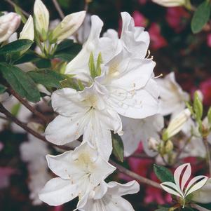 Rhododendron indica 'Mrs.G.G. Gerbing' 