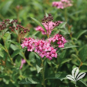 Spiraea x bumalda 'Anthony Waterer' 