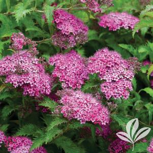 Spiraea japonica 'Neon Flash' 