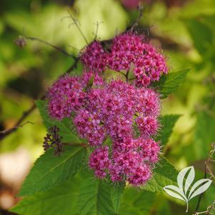 Spiraea x bumalda 'Froebelii' 