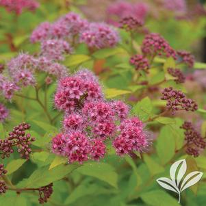 Spiraea japonica 'Walbuma' 