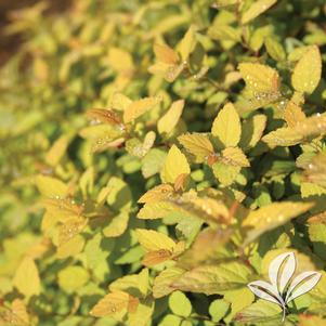 Spiraea x bumalda 'Goldmound' 