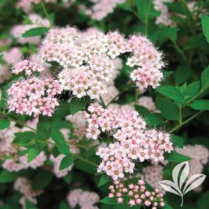 Spiraea japonica 'Little Princess' 