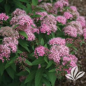 Spiraea japonica 'Shirobana' 