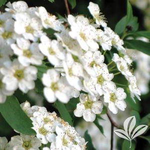 Spiraea x vanhouttei 'Renaissance' 