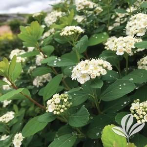 Spiraea betulifolia 'Tor' 