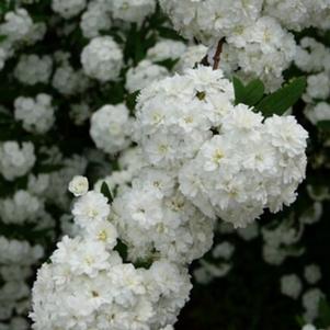 Spiraea cantoniensis 'Lanceata' 