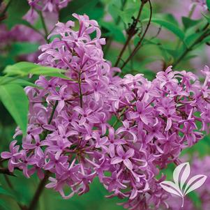 Syringa x persica 