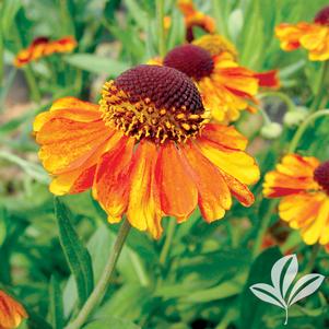 Helenium 'Helbro' 