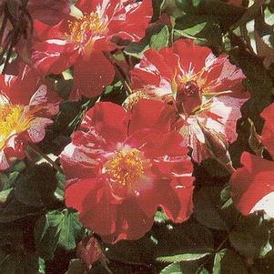 Rosa 'WEKroalt' 