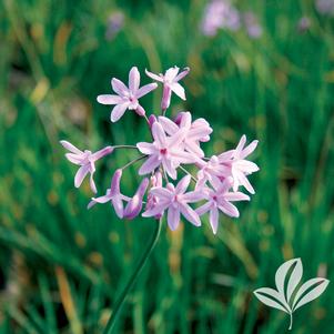 Tulbaghia violacea 