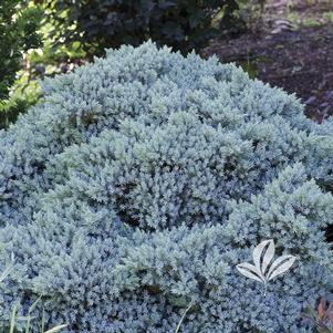 Juniperus squamata 'Blue Star' 