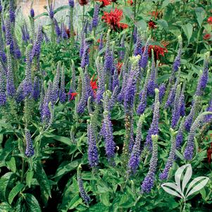 Veronica 'Sunny Border Blue' 