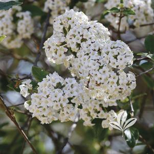 Viburnum x burkwoodii 