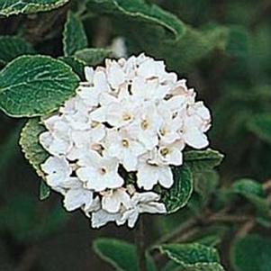 Viburnum carlesii 