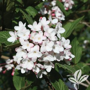 Viburnum x burkwoodii 'Mohawk' 