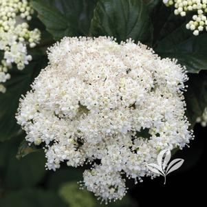 Viburnum dentatum 'Synnestvedt' 