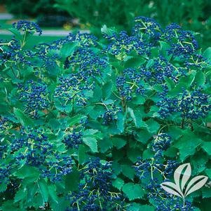 Viburnum dentatum 'Christom' 