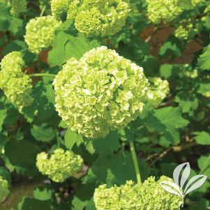 Viburnum opulus 'Nanum' 