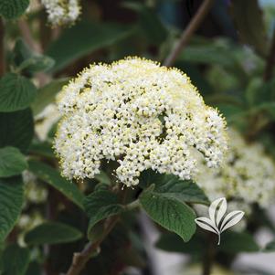 Viburnum x r. 'Alleghany' 