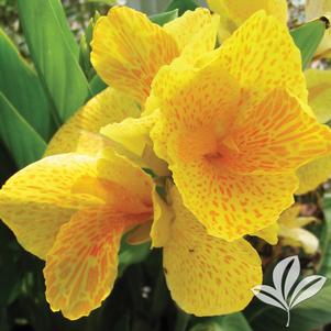 Canna x generalis 'Tropical Yellow' 