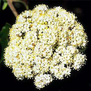 Viburnum rhytidophyllum 