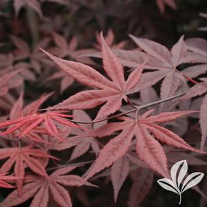 Acer palmatum 'Emperor 1' 