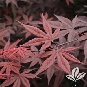 Acer palmatum 'Emperor I' 