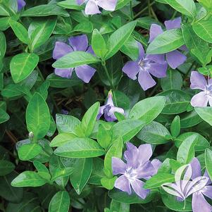 Vinca minor 'Bowles' 