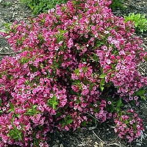 Weigela florida 'Minuet' 