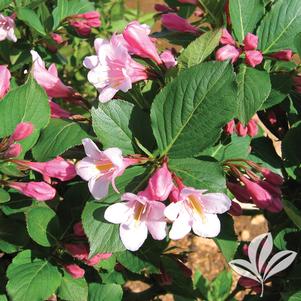 Weigela florida 'Polka' 