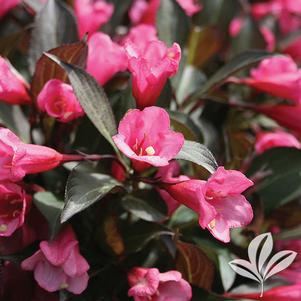 Weigela florida 'Alexandra' 