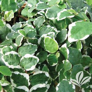 Ficus pumila 'Variegata' 